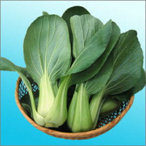 񂰂  y jCnIEV z q R[g5痱 i   ؎q ؎ j