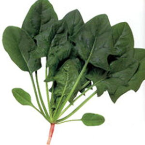 zE\E  y bg86 z q 1L i   ؎q ؎ j