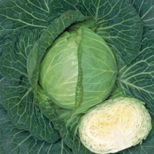 Lxc  y ʕ z (1ml) ( Lxc̎ )