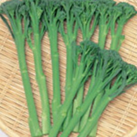 茎ブロッコリー 種 【 スティックセニョール 】 実咲小袋 ( 茎ブロッコリーの種 )