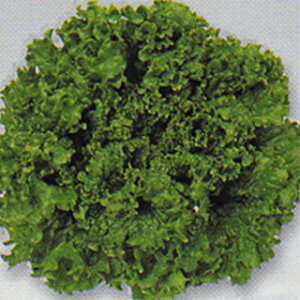 ���^�X �� �y �O���[���E�G�[�u �z �y���b�g5�痱 ( ���^�X�̎� )