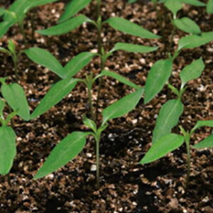 s[}  y oM[ z 1000 ( s[}؂̎ )