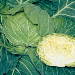 �L���x�c �� �y ����SP �z 2000�� ( �L���x�c�̎� )