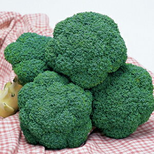 ubR[  y gbvMA z 20ml ( ubR[̎ )