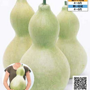 �Ђ傤���� �� �y �V���� �z ���珬�܁i5ml�j ( �Ђ傤����̎� )