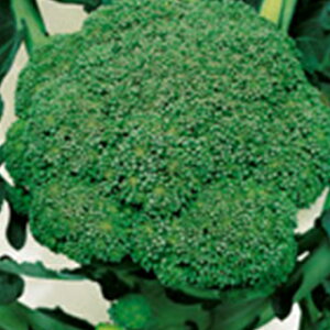 ubR[  y Η z 珬 ( ubR[̎ )