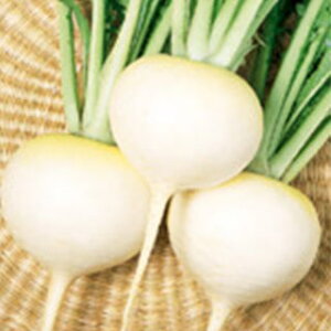 カブ 種 【 かぶ 玉波 実咲小袋 】 ( 種 野菜 野菜種子 野菜種 )