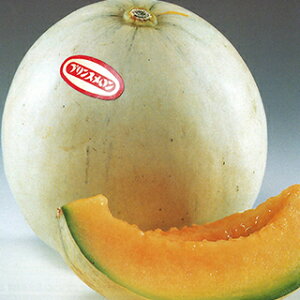   y vXPF6 z 100 ( ̎ )