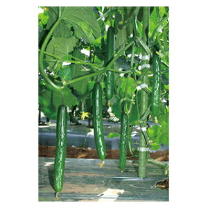 LE  y ̂ z 350 ( LE̎ )