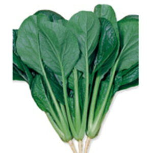   y 悷 z 珬 ( ؂̎ )