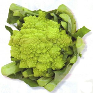 Jt[  y }lXR _EB` z LR[g2500 ( Jt[̎ )