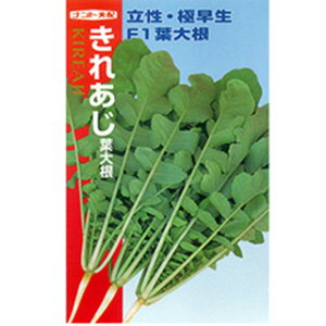 t卪  y ꂠ z 1L ( t卪̎ )