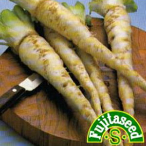 西洋ゴボウ 種 【 サルシフィー 】 小袋 ( 西洋ゴボウの種 )