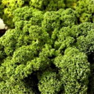 P[  y J[mP[ Ff z ybg痱 ( P[̎ )