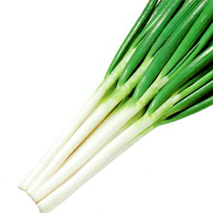 lM  y  z 20ml ( lM̎ )