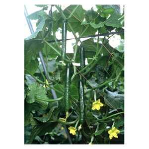 LE  y Vk z ܁i20j ( LE̎ )