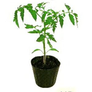 g}g  y l z 100 ( g}g؂̎ )