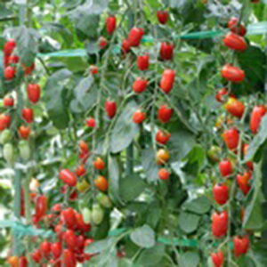 g}g  y ~jg}g tK[iԁj z  ( g}g̎ )