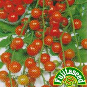 g}g  y ~jt[cg}g z  ( g}g̎ )