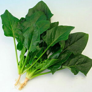 zE\E  y X[p[BW z M3 ( zE\E̎ )