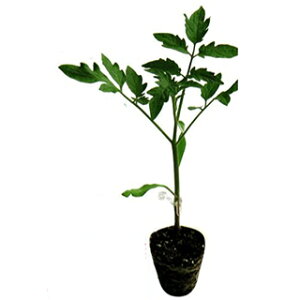 g}g  y  z 100 ( g}g؂̎ )