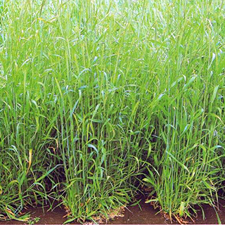 最も出穂が早い超極早生品種 緑肥 種 ライ麦 奉呈 ダッシュ 緑肥の種 国内送料無料 1kg