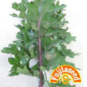 P[  y VAP[ z  ( P[̎ )