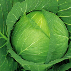 Lxc  y ݂ z ܁i200j ( Lxc̎ )