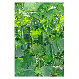 LE  y Ah~ z 350 ( LE̎ )