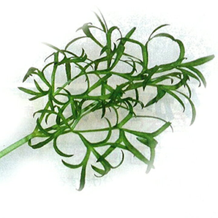 楽天市場 ハーブ 種 コリアンダー ナリー 細葉 10ml ハーブの種 菜園くらぶ 家庭菜園の専門店