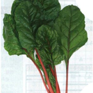 XCX`[h  y rGgEb\ z 5000 ( XCX`[h̎ )