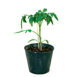 g}g  y [tG[X z 100 ( g}g؂̎ )