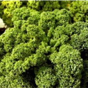 P[  y J[mP[ Ff z L_l200 ( P[̎ )