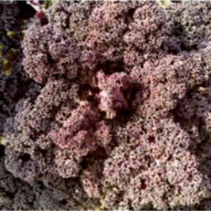 P[  y J[mP[ b\ z L_l200 ( P[̎ )