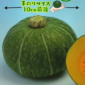 �J�{�`�� �� �y ���g�E�� �z ���܁i7���j ( �J�{�`���̎� )