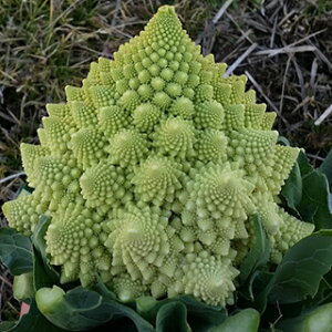 Jt[  y }lXR ~PWF z LR[g痱 ( Jt[̎ )