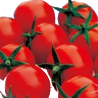 種 トマトの種 - 種の人気商品・通販・価格比較 - 価格.com