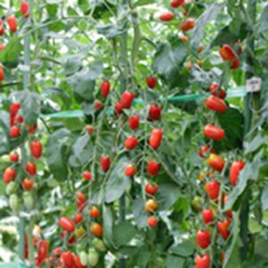 g}g  y ~jg}g tK[iԁj z 100 ( g}g̎ )