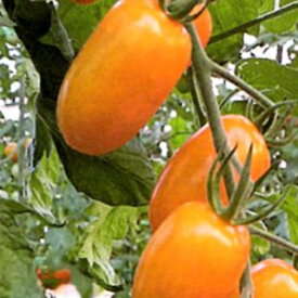 トマト 種 【 ミニトマト フラガールオランジェ（橙） 】 100粒 ( トマトの種 )