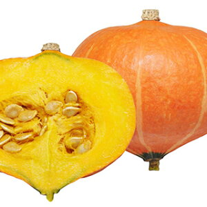 �J�{�`�� �� �y �����܂납�ڂ��� �z ����(10��) ( �J�{�`���̎� )