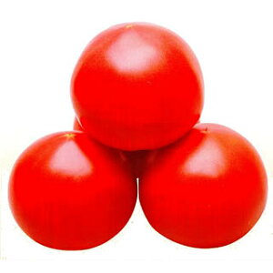 g}g  y CFD z 1000 ( g}g̎ )