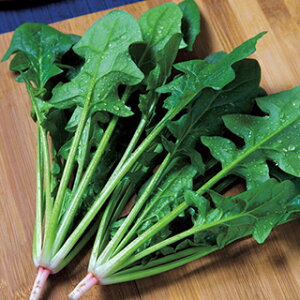 zE\E  y ~̂ z (45.0ml) ( zE\E̎ )