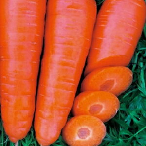 jW  y  z ybg1 ( jW̎ )