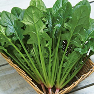 zE\E  y ~̂ z 1L ( zE\E̎ )