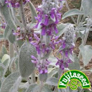 n[u  y YC[ z  ( n[u̎ )