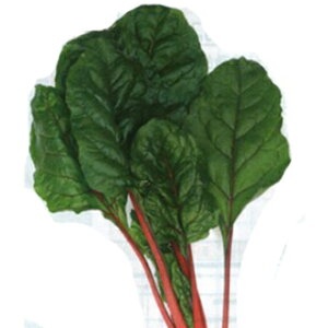 XCX`[h  y rGgEb\ z 痱 ( XCX`[h̎ )