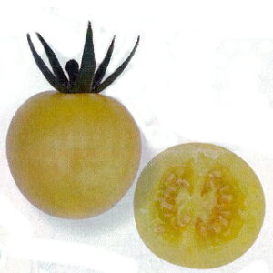 ~jg}g  y TVg z 100 ( ~jg}g̎ )