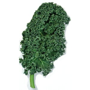 P[  y J[mP[CG z ybg痱 ( P[̎ )