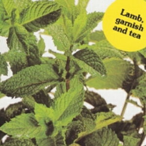 n[u  y yp[~g z  ( n[u̎ )