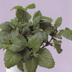 n[u  y o[ z  ( n[u̎ )